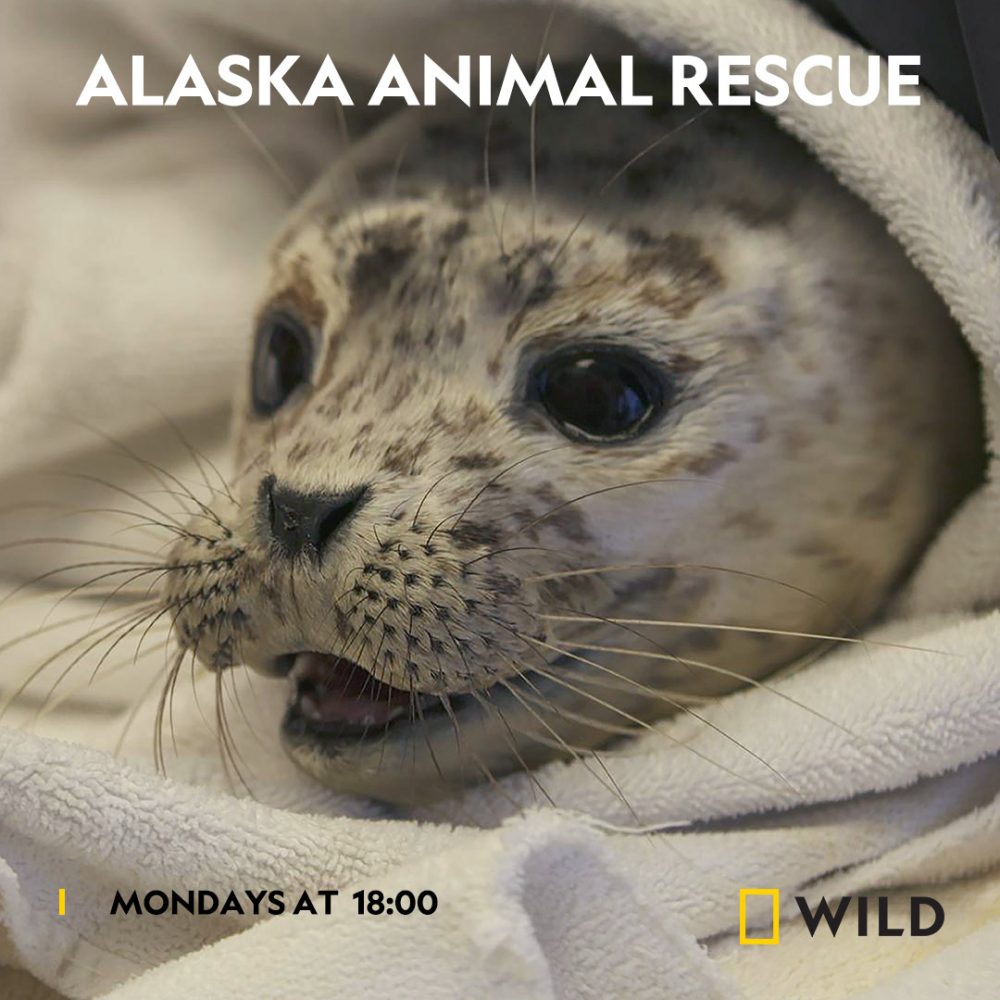 StarSat | Alaska Animal Rescue